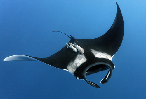 giant manta ray predators
