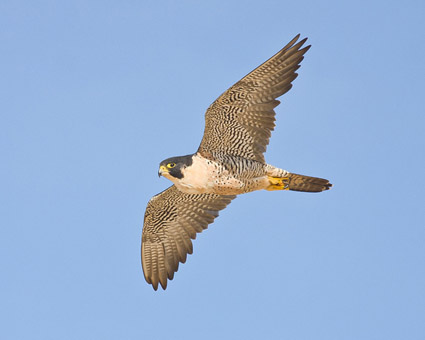 5 Interesting Facts About Peregrine 