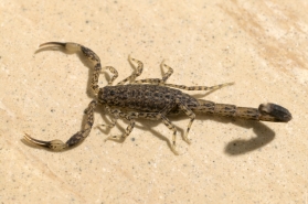 Little Marbled Scorpion