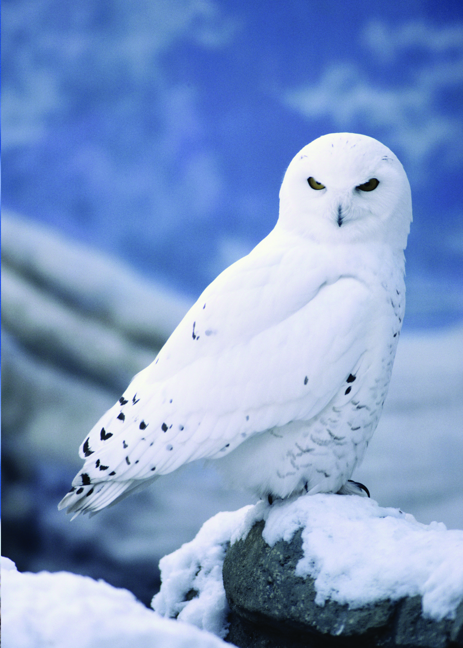 Owl Snowy-owl