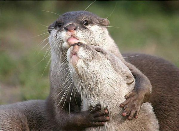 [Image: giant-otter.jpg]