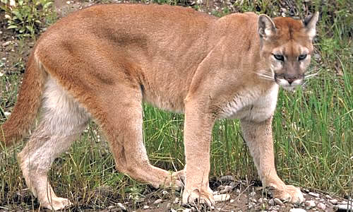 5 Interesting Facts About Pumas 