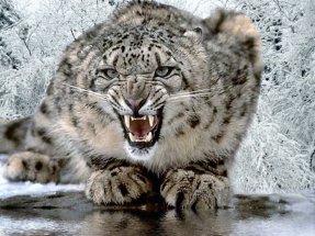 This is a snow leopard showing off its sharp teeth