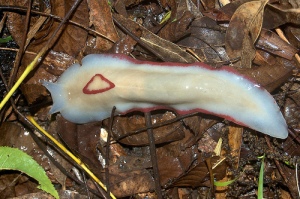 Red Triangle Slug, Triboniophorus graeffii