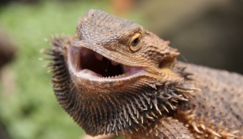What are some interesting facts about lizards?