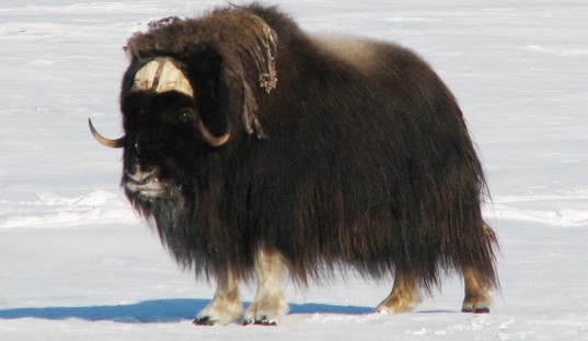 5 Interesting Facts About Muskox Hayden S Animal Facts